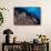 Common octopus moving over rocks, Italy, Tyrrhenian Sea-Franco Banfi-Framed Stretched Canvas displayed on a wall