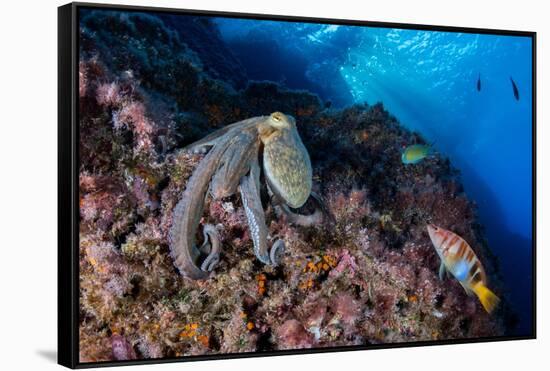 Common octopus moving over rocks, Italy, Tyrrhenian Sea-Franco Banfi-Framed Stretched Canvas