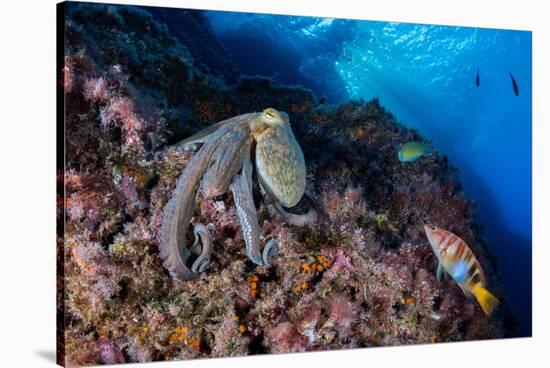 Common octopus moving over rocks, Italy, Tyrrhenian Sea-Franco Banfi-Stretched Canvas