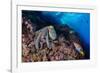 Common octopus moving over rocks, Italy, Tyrrhenian Sea-Franco Banfi-Framed Photographic Print