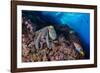 Common octopus moving over rocks, Italy, Tyrrhenian Sea-Franco Banfi-Framed Photographic Print