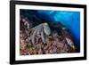 Common octopus moving over rocks, Italy, Tyrrhenian Sea-Franco Banfi-Framed Photographic Print