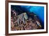 Common octopus moving over rocks, Italy, Tyrrhenian Sea-Franco Banfi-Framed Photographic Print