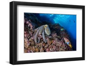 Common octopus moving over rocks, Italy, Tyrrhenian Sea-Franco Banfi-Framed Photographic Print