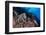 Common octopus moving over rocks, Italy, Tyrrhenian Sea-Franco Banfi-Framed Photographic Print