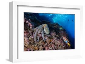 Common octopus moving over rocks, Italy, Tyrrhenian Sea-Franco Banfi-Framed Photographic Print