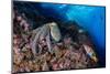 Common octopus moving over rocks, Italy, Tyrrhenian Sea-Franco Banfi-Mounted Photographic Print
