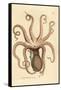 Common Octopus, Octopus Vulgaris (Eight-Armed Cuttlefish, Sepia Octopus). Handcoloured Copperplate-James Sowerby-Framed Stretched Canvas