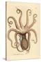 Common Octopus, Octopus Vulgaris (Eight-Armed Cuttlefish, Sepia Octopus). Handcoloured Copperplate-James Sowerby-Stretched Canvas