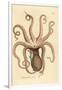 Common Octopus, Octopus Vulgaris (Eight-Armed Cuttlefish, Sepia Octopus). Handcoloured Copperplate-James Sowerby-Framed Giclee Print