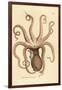 Common Octopus, Octopus Vulgaris (Eight-Armed Cuttlefish, Sepia Octopus). Handcoloured Copperplate-James Sowerby-Framed Giclee Print