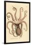 Common Octopus, Octopus Vulgaris (Eight-Armed Cuttlefish, Sepia Octopus). Handcoloured Copperplate-James Sowerby-Framed Giclee Print