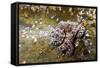 Common Octopus (Octopus Vulgaris)-Reinhard Dirscherl-Framed Stretched Canvas