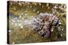 Common Octopus (Octopus Vulgaris)-Reinhard Dirscherl-Stretched Canvas