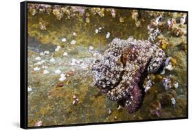 Common Octopus (Octopus Vulgaris)-Reinhard Dirscherl-Framed Stretched Canvas