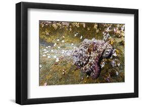 Common Octopus (Octopus Vulgaris)-Reinhard Dirscherl-Framed Photographic Print