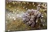 Common Octopus (Octopus Vulgaris)-Reinhard Dirscherl-Mounted Photographic Print