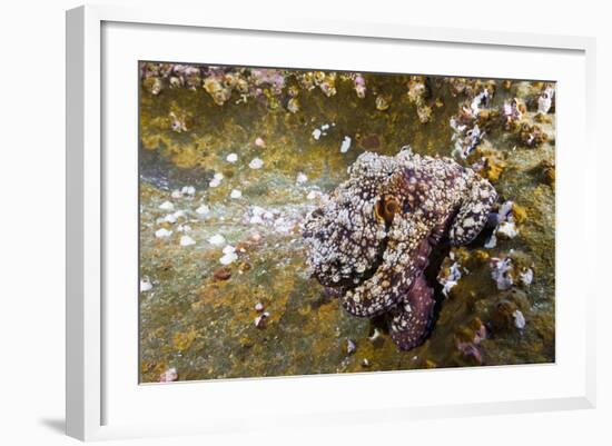 Common Octopus (Octopus Vulgaris)-Reinhard Dirscherl-Framed Photographic Print