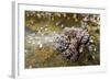 Common Octopus (Octopus Vulgaris)-Reinhard Dirscherl-Framed Photographic Print