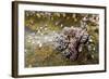 Common Octopus (Octopus Vulgaris)-Reinhard Dirscherl-Framed Photographic Print