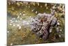 Common Octopus (Octopus Vulgaris)-Reinhard Dirscherl-Mounted Photographic Print