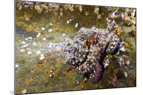 Common Octopus (Octopus Vulgaris)-Reinhard Dirscherl-Mounted Photographic Print