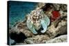 Common Octopus-Georgette Douwma-Stretched Canvas