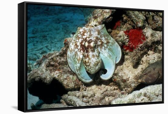 Common Octopus-Georgette Douwma-Framed Stretched Canvas