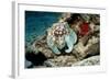 Common Octopus-Georgette Douwma-Framed Premium Photographic Print