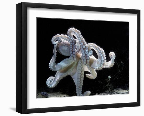 Common Octopus-null-Framed Premium Photographic Print