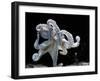 Common Octopus-null-Framed Premium Photographic Print