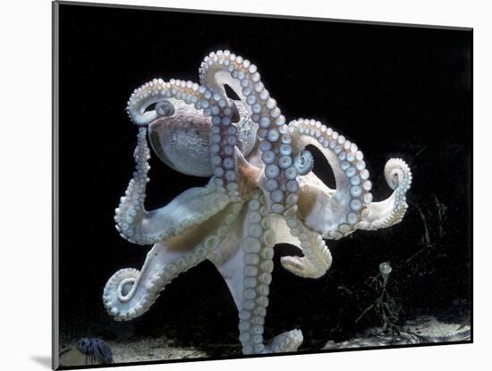 Common Octopus-null-Mounted Premium Photographic Print