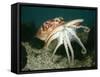 Common Octopus-null-Framed Stretched Canvas