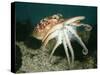 Common Octopus-null-Stretched Canvas