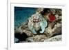 Common Octopus-Georgette Douwma-Framed Photographic Print