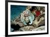 Common Octopus-Georgette Douwma-Framed Photographic Print