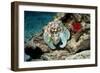 Common Octopus-Georgette Douwma-Framed Photographic Print