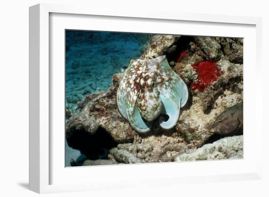 Common Octopus-Georgette Douwma-Framed Photographic Print