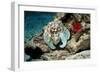 Common Octopus-Georgette Douwma-Framed Photographic Print