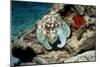 Common Octopus-Georgette Douwma-Mounted Photographic Print