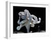 Common Octopus-null-Framed Photographic Print