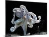 Common Octopus-null-Mounted Photographic Print