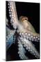 Common Octopus-null-Mounted Photographic Print