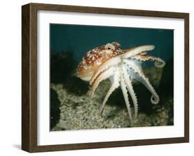 Common Octopus-null-Framed Photographic Print