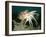 Common Octopus-null-Framed Photographic Print