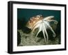 Common Octopus-null-Framed Photographic Print