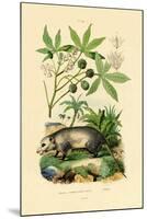 Common Opossum, 1833-39-null-Mounted Giclee Print