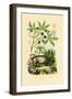 Common Opossum, 1833-39-null-Framed Giclee Print