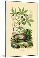 Common Opossum, 1833-39-null-Mounted Giclee Print