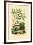 Common Opossum, 1833-39-null-Framed Giclee Print